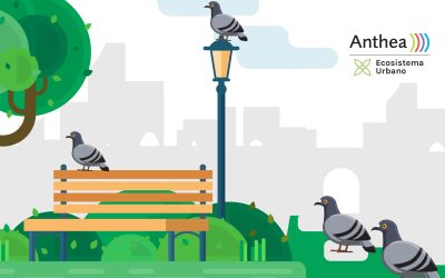 Anthea presenta “Piccioni in città”