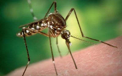 Al via trattamenti anti-zanzare
