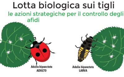 AL VIA LA LOTTA BIOLOGICA PER IL CONTROLLO DEGLI AFIDI