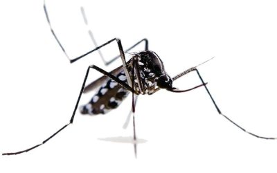 Zanzare: raddoppiata la frequenza dei passaggi nelle caditoie pubbliche