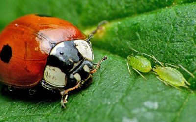 Al via la lotta biologica per il controllo degli afidi sui tigli