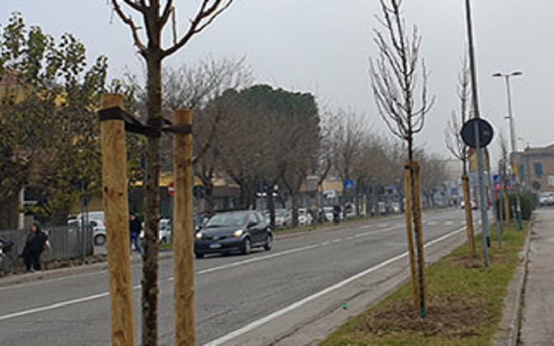 Rimini, giunta a metà l’opera di piantumazione di oltre 200 alberi
