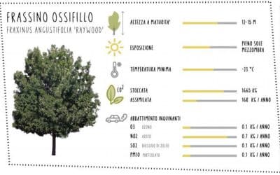 Regala un albero alla tua città