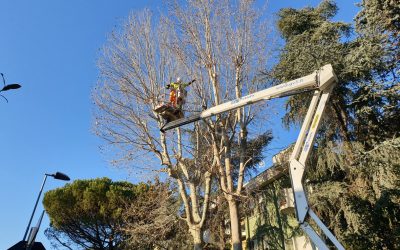 Mille alberi di Rimini entrano nel Progetto Life Urbangreen