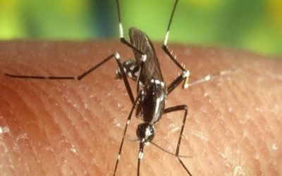 Lotta alla zanzara tigre a Santarcangelo: via alla campagna di distribuzione dei prodotti larvicidi e ai trattamenti alle caditoie