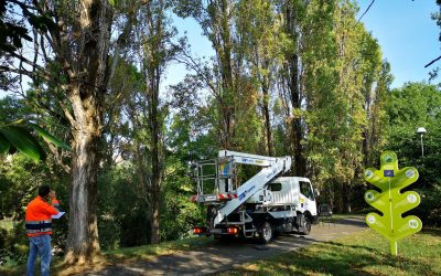 LIFE URBAN GREEN: Articolo su Repubblica per l’algoritmo che conosce e aiuta a curare tutti gli alberi di Rimini