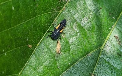 La melata appiccicosa cade dagli alberi, precluso l’intervento per la tutela delle api