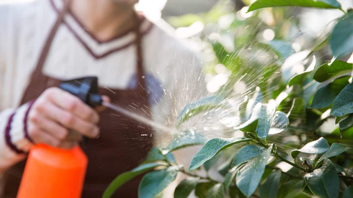 Closeup of man gardener spraying plants using water pulverizer